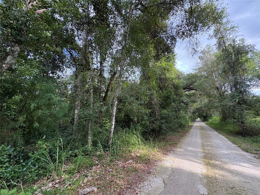 Lucilles Shady Lane Nobleton, FL 34661 - Photo 30 of 71 a view of a forest with trees