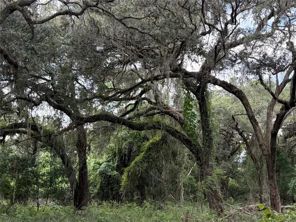 a view of a lush green forest with large trees