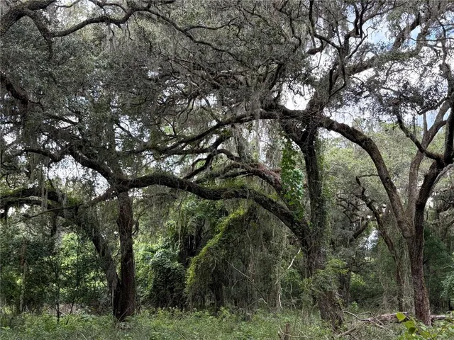 a view of a lush green forest with large trees