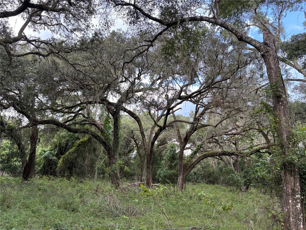 Lucilles Shady Lane Nobleton, FL 34661 - Photo 39 of 71 a backyard of a house with lots of green space