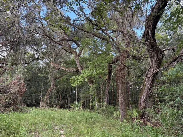 a view of a yard with plants and a trees