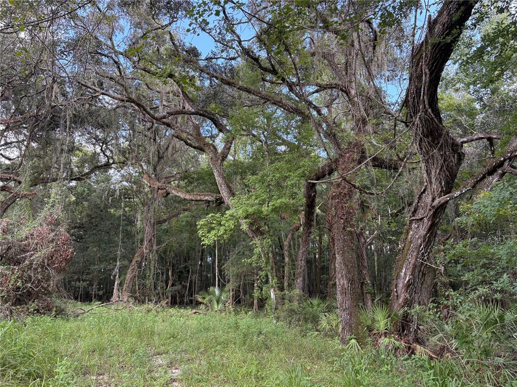 Lucilles Shady Lane Nobleton, FL 34661 - Photo 41 of 71 a view of a lush green forest