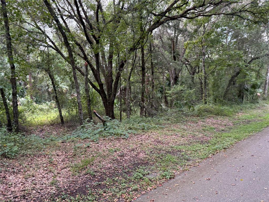 Lucilles Shady Lane Nobleton, FL 34661 - Photo 43 of 71 a view of a forest