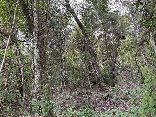 a view of a yard with a tree