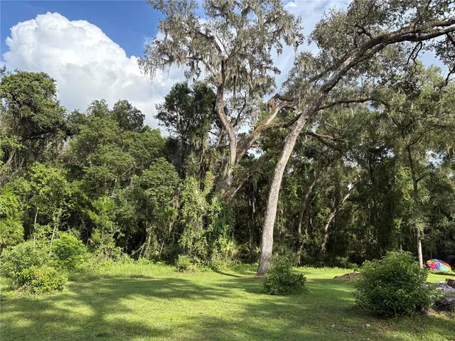 a view of a forest with trees