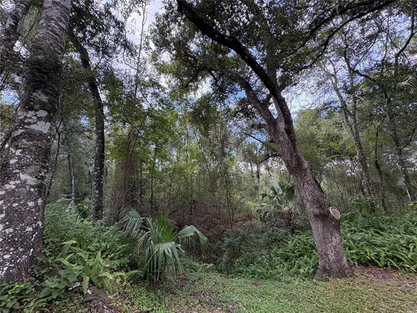 a view of outdoor space with trees all around