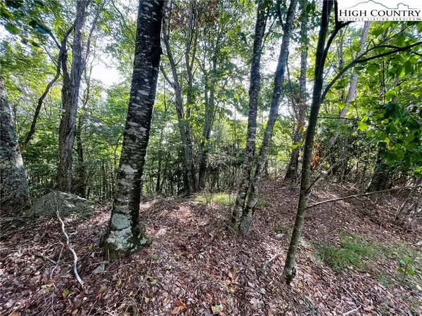 a view of a forest that has large trees