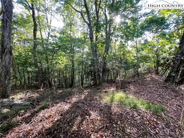 a view of a forest with trees in the background