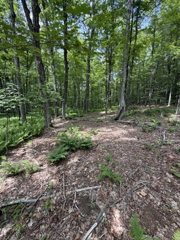 0 Cyrus Stage Road Rowe, MA 01367 - Photo 3 of 16 Gallery Image 3