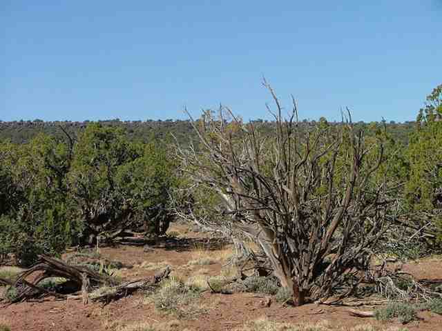 3873 Apache Road Snowflake, AZ 85937 - Photo 4 of 5
