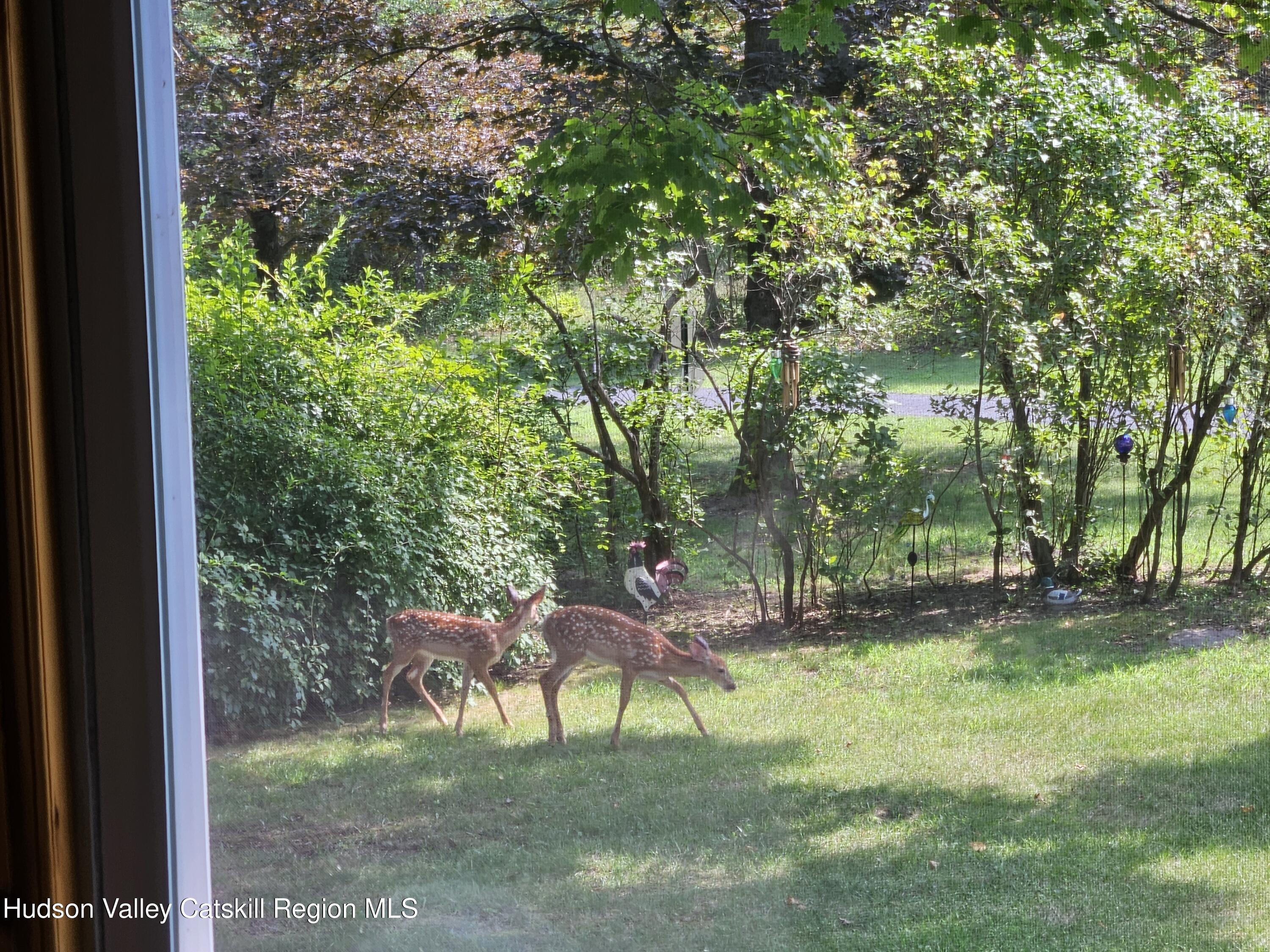 463 Cairo Junction Road Catskill, NY 12414 - Photo 33 of 35 a garden with trees in front of it