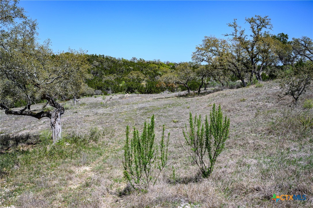 5922 Colin Ridge New Braunfels, TX 78132 - Photo 20 of 32 a view of a yard with plants and large trees