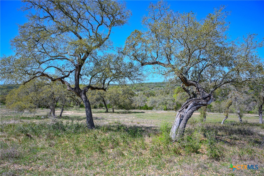 5922 Colin Ridge New Braunfels, TX 78132 - Photo 22 of 32 a view of a yard with a tree