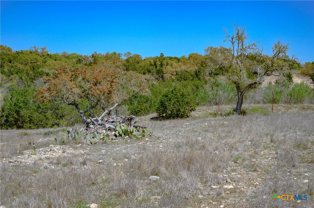 5922 Colin Ridge New Braunfels, TX 78132 - Photo 28 of 32 a view of a forest with a tree in the background
