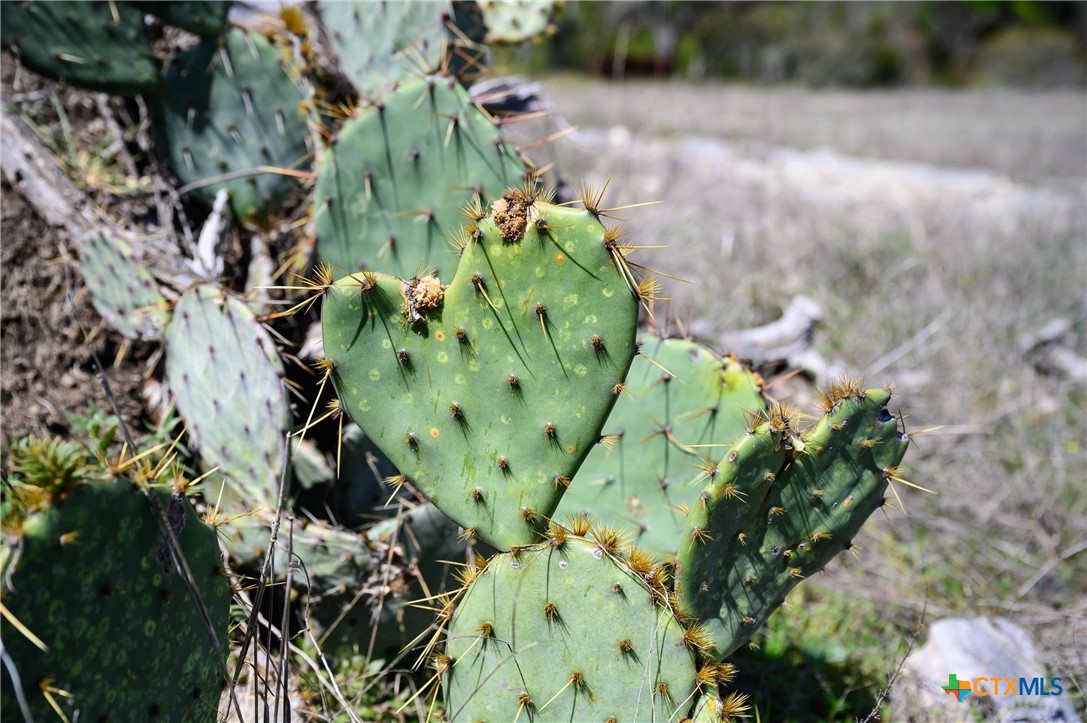 5922 Colin Ridge New Braunfels, TX 78132 - Photo 29 of 32 a close up of a flower in a garden