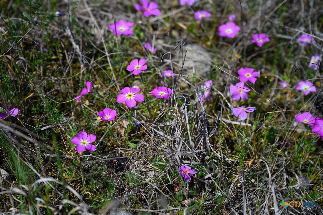 5922 Colin Ridge New Braunfels, TX 78132 - Photo 30 of 32 a flower plants in a pink flowers in front of flowers