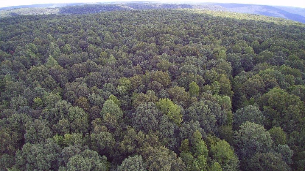 1451 Stagecoach Road Sewanee, TN 37375 - Photo 9 of 16 Gallery Image 9