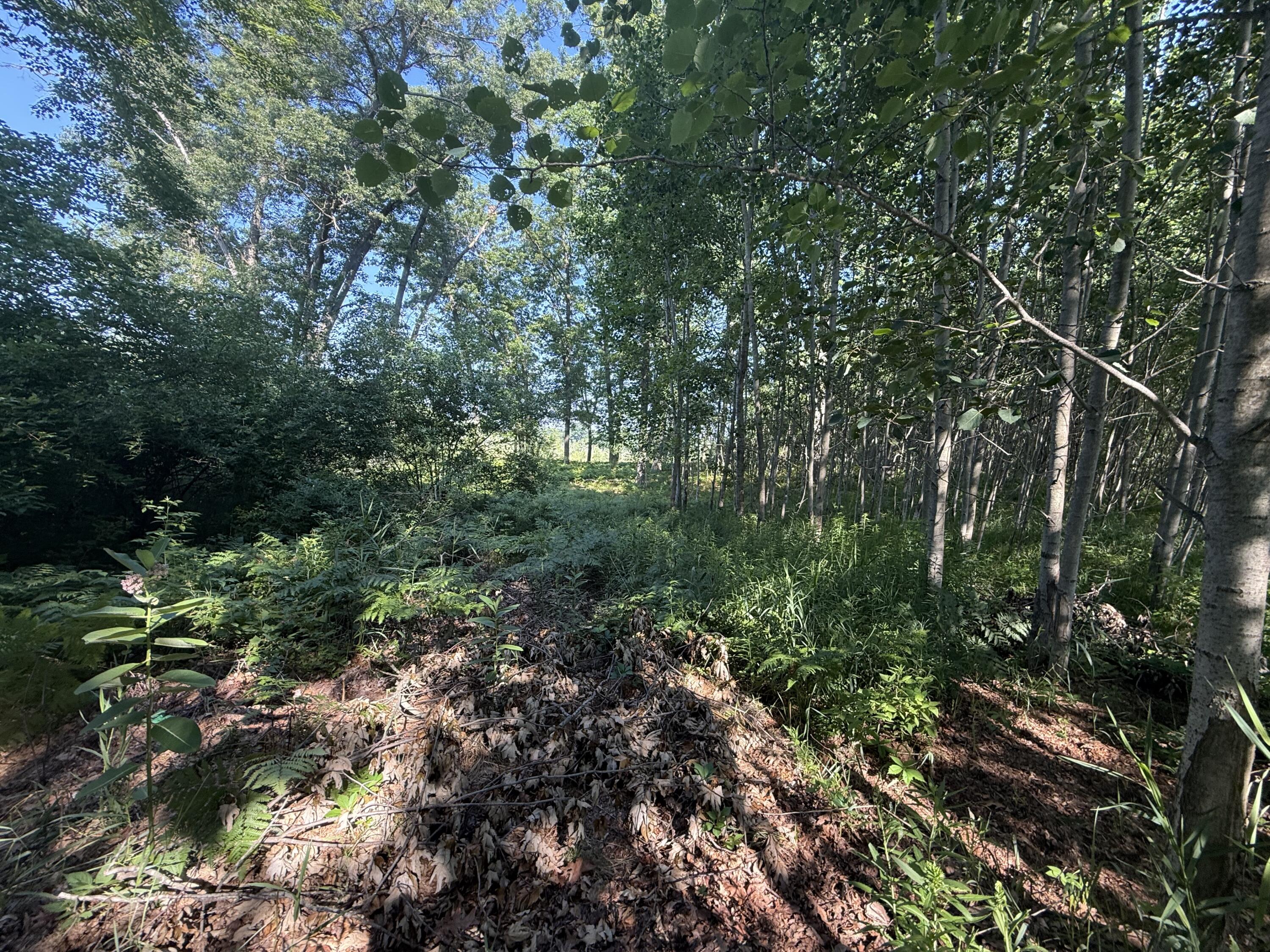 Tbd West Royal Road Stanwood, MI 49346 - Photo 6 of 9 IMG_0863