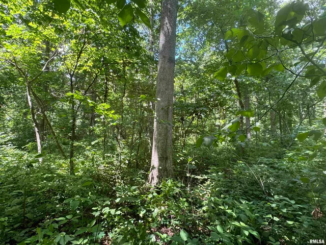 $325,000 | 0 1325 N Road, Unit COUNTY, Cisne, IL 62823