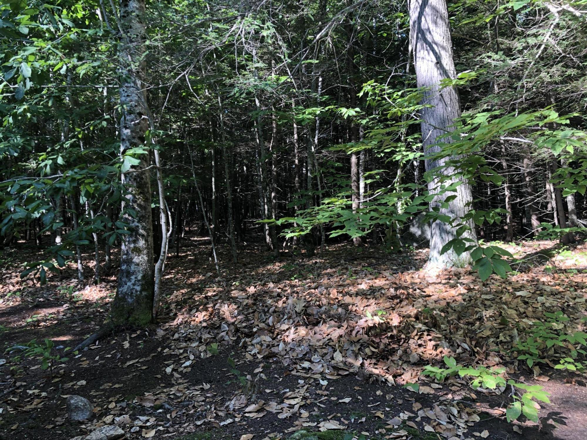 1944 Independence Way Standish, ME 04084 - Photo 15 of 16 IMG_2658