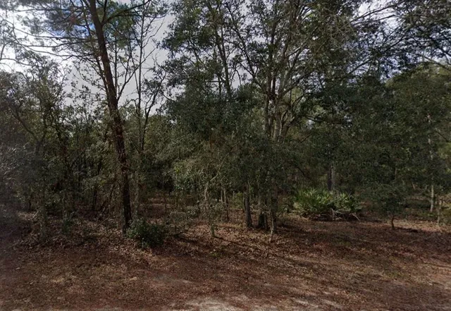 a view of a forest with trees in the background