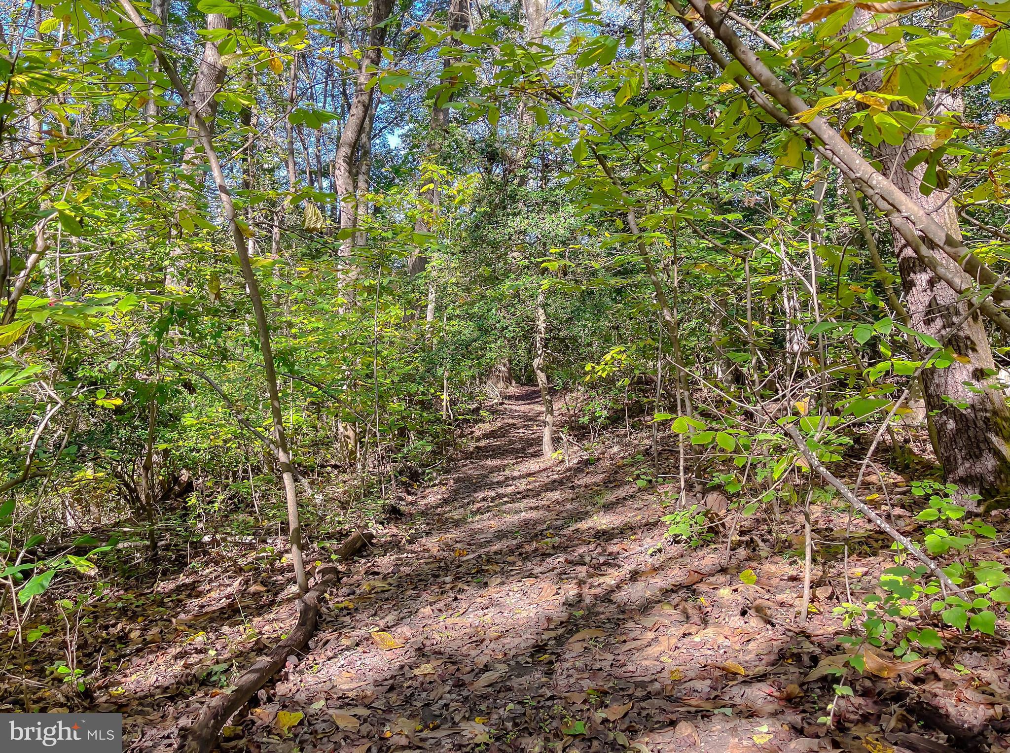 26005 Jones Wharf Road Hollywood, MD 20636 - Photo 57 of 66 a close up of a plant