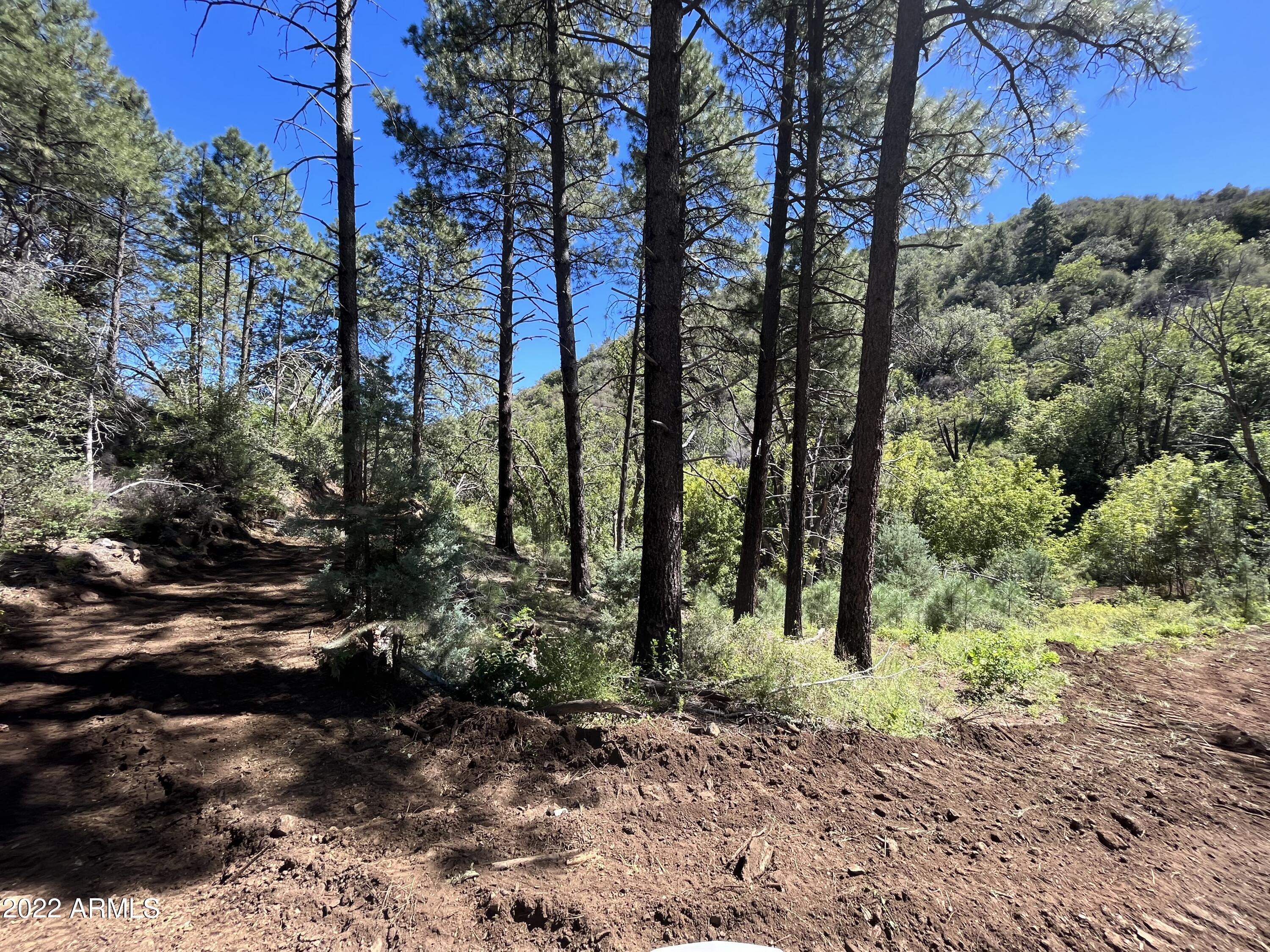 a view of a yard with plants and trees