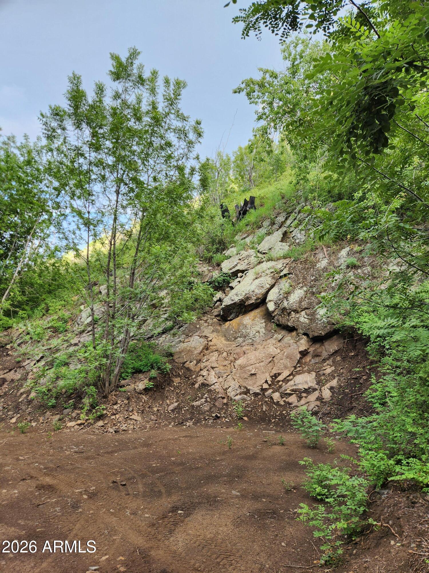 0 South Alexandra Road Crown King, AZ 86343 - Photo 3 of 15 a view of a yard with plants and a tree