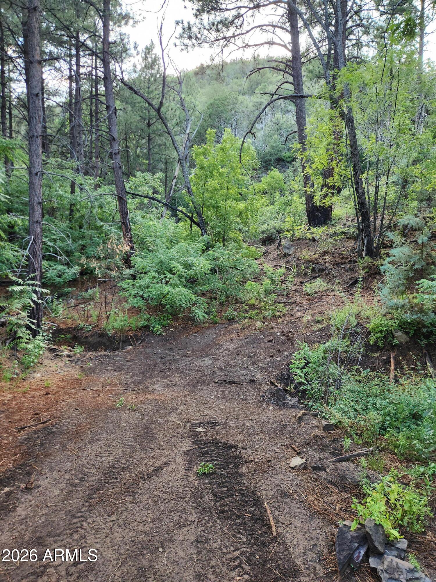 0 South Alexandra Road Crown King, AZ 86343 - Photo 4 of 15 a view of a forest with trees