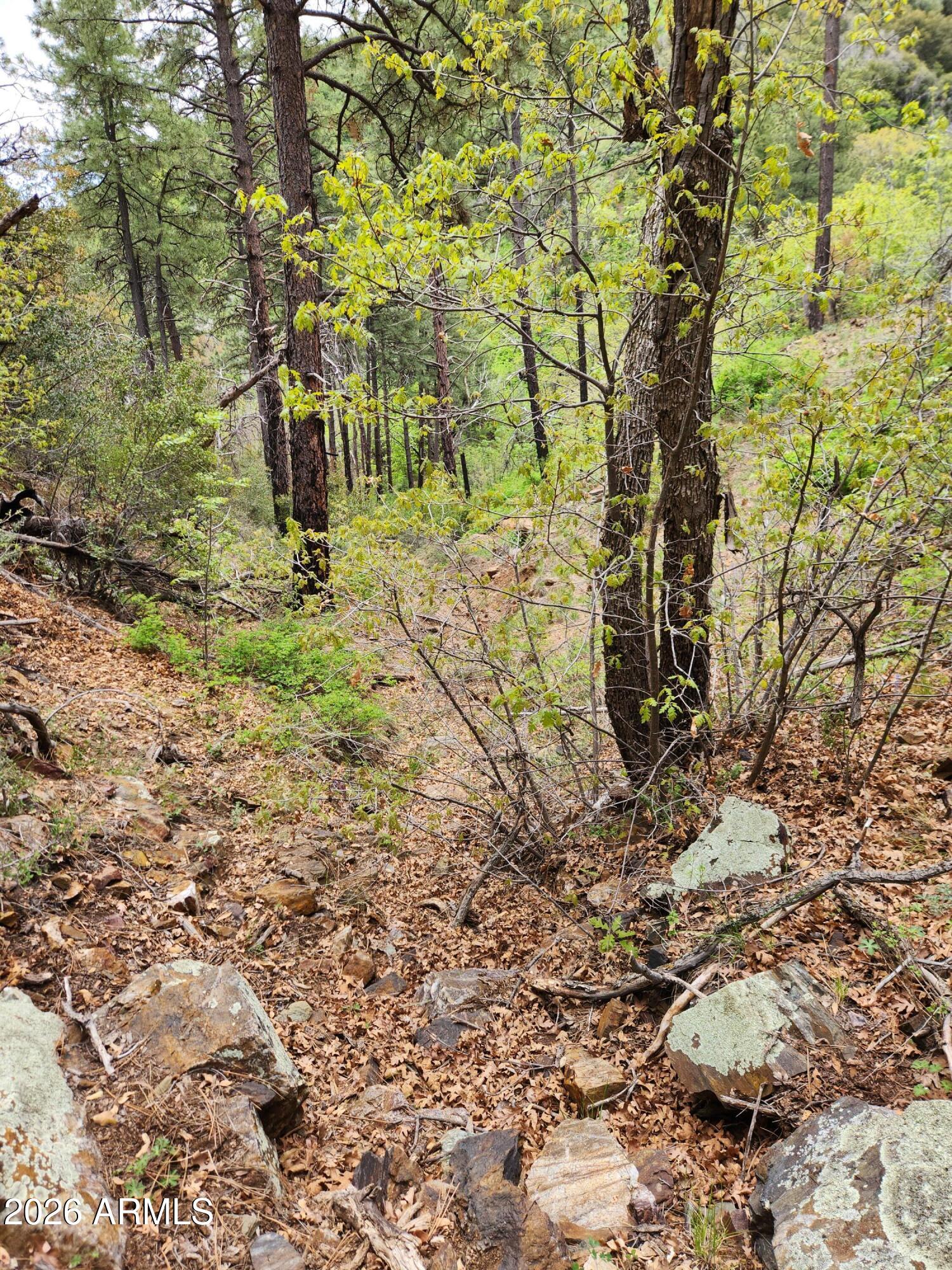 0 South Alexandra Road Crown King, AZ 86343 - Photo 5 of 15 a view of yard