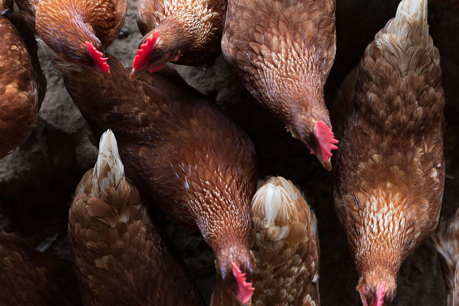 2119 Boatwright Road Johns Island, SC 29455 - Photo 30 of 33 farmchickens