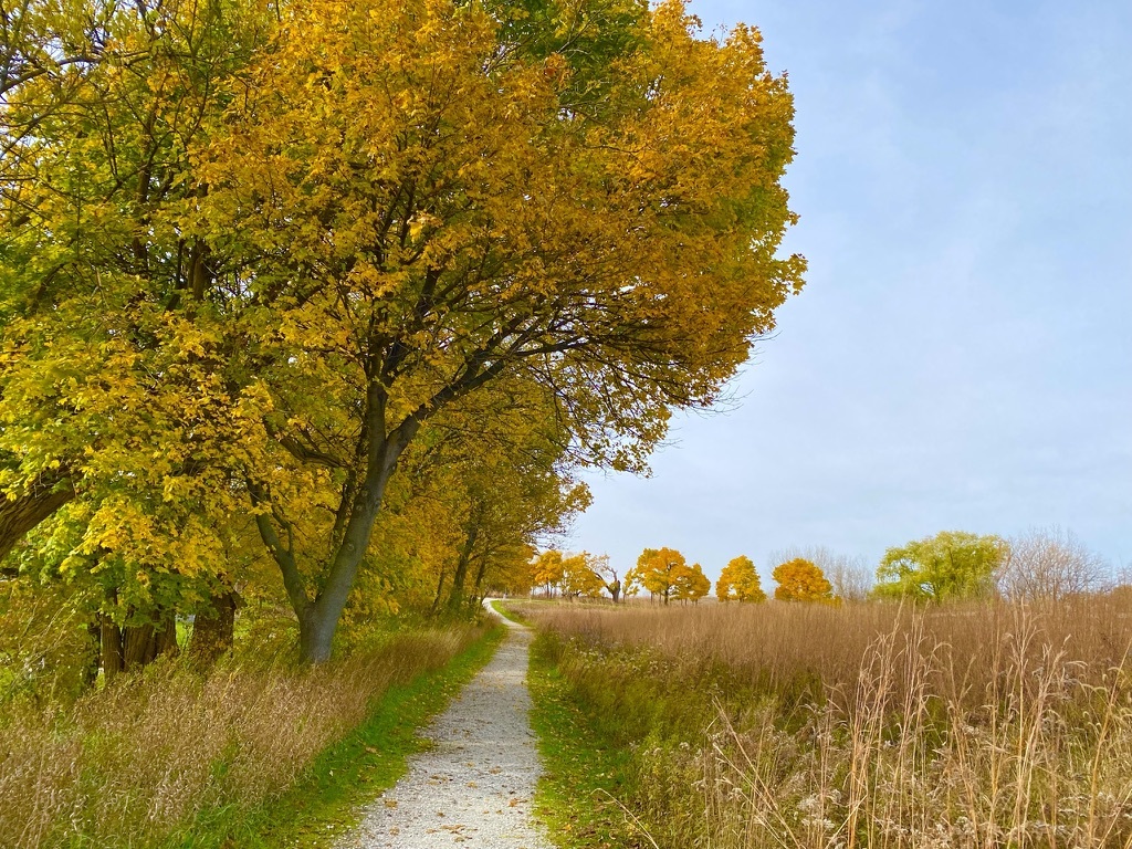 977 Harris Road, Unit 11 Grayslake, IL 60030 - Photo 27 of 30 a view of a bunch of trees