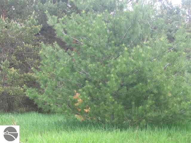 3810 Ingersoll Road Southwest Fife Lake, MI 49633 - Photo 3 of 8 1739135-2.JPG