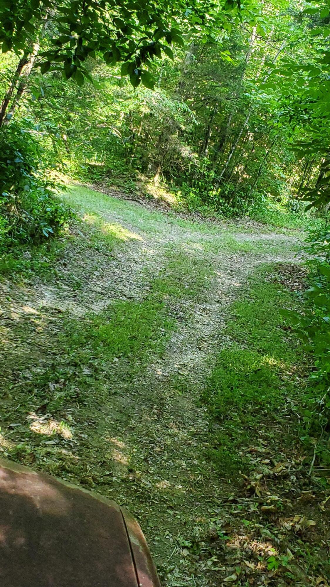 2875 Pointer Creek Road Science Hill, KY 42553 - Photo 59 of 81 Trails in woods