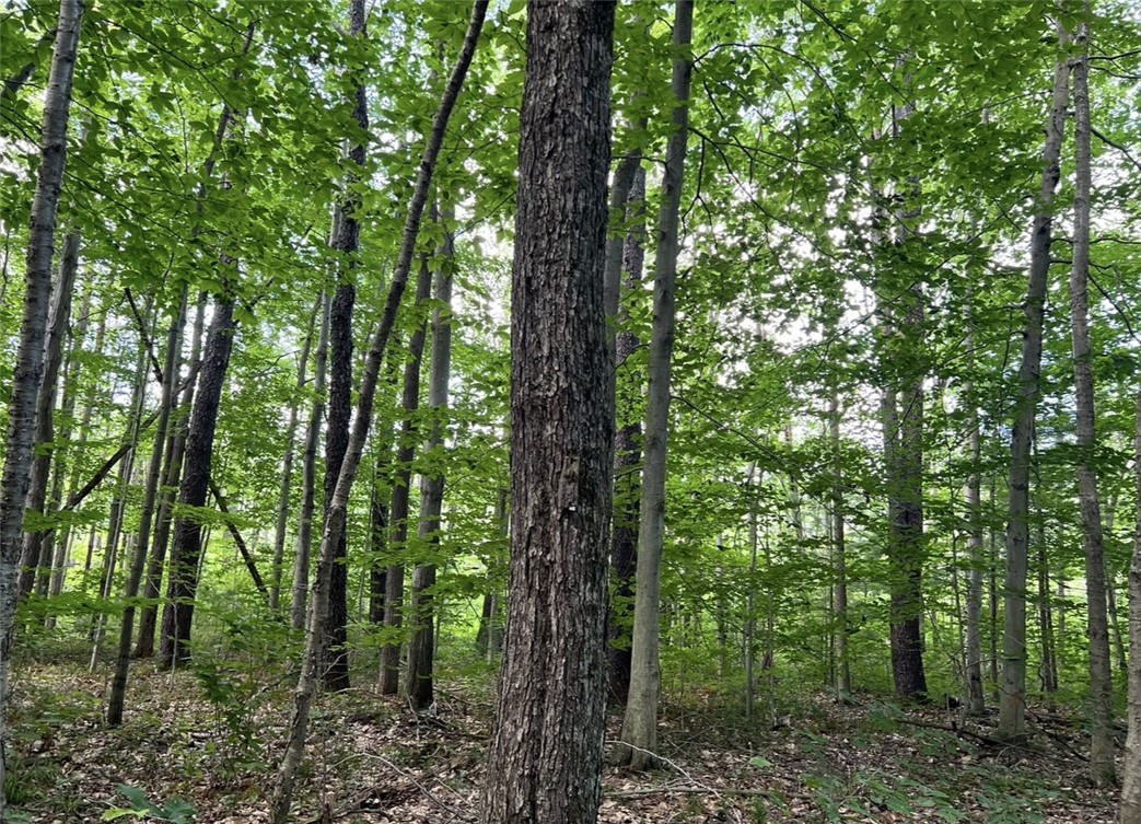 0 Chief Canesque Lane Springwater, NY 14560 - Photo 18 of 18