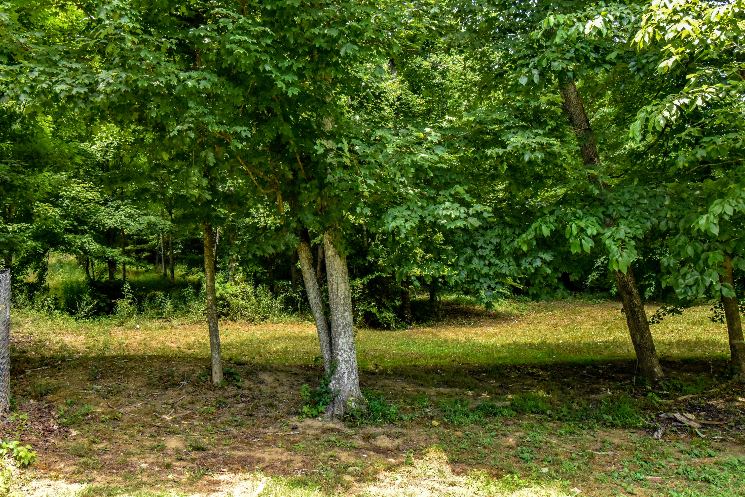 265 Archer Road Luttrell, TN 37779 - Photo 9 of 27 Beautiful Greenery