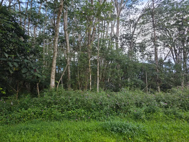 a view of a lush green forest