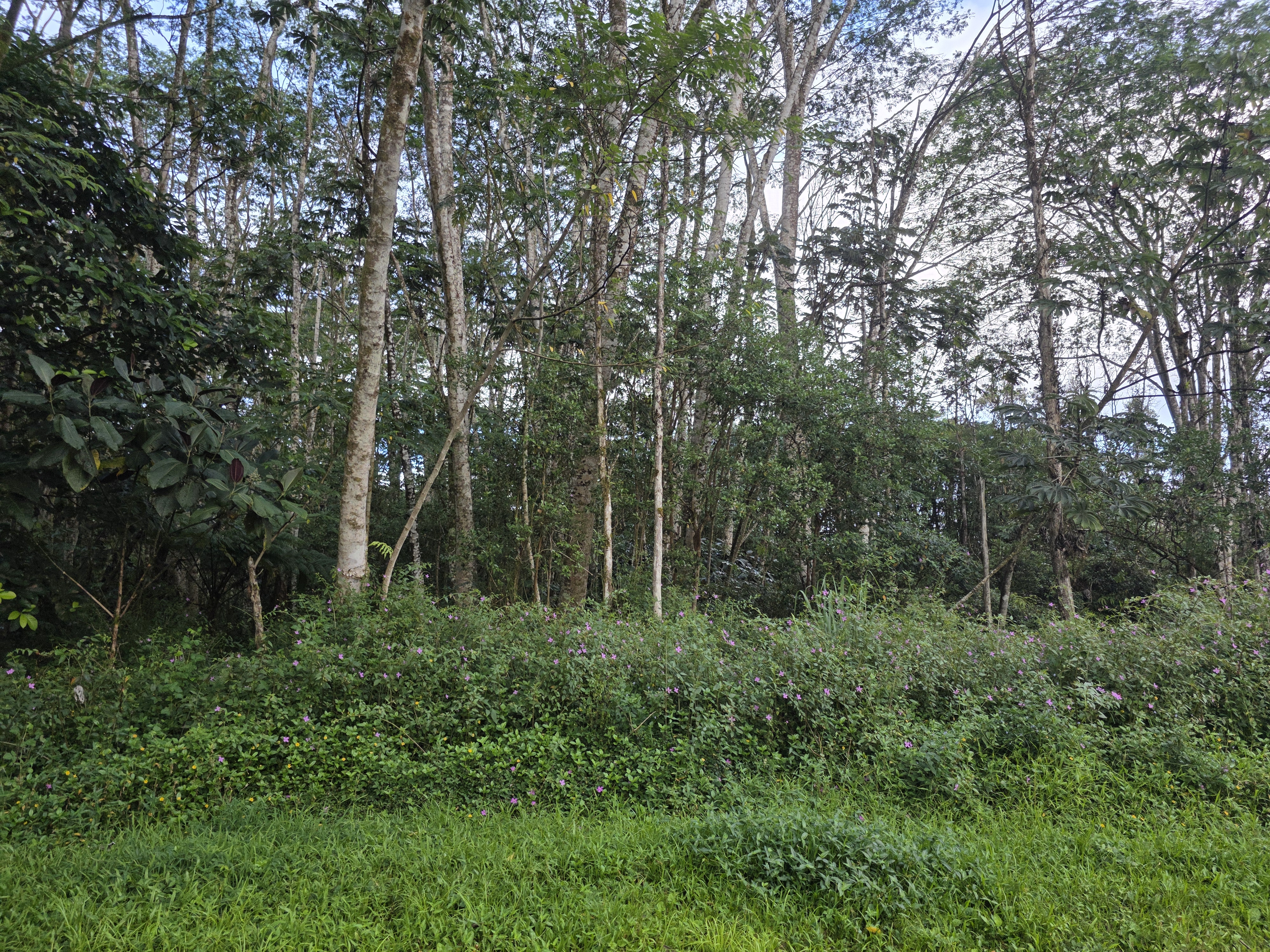 a view of a lush green forest