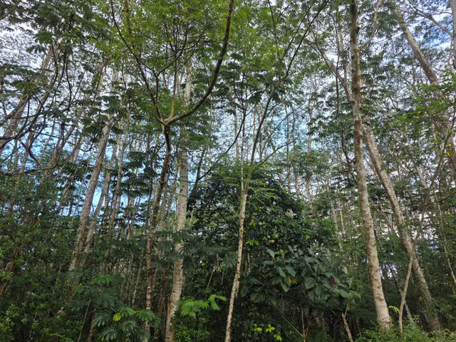 a view of a forest with lots of trees