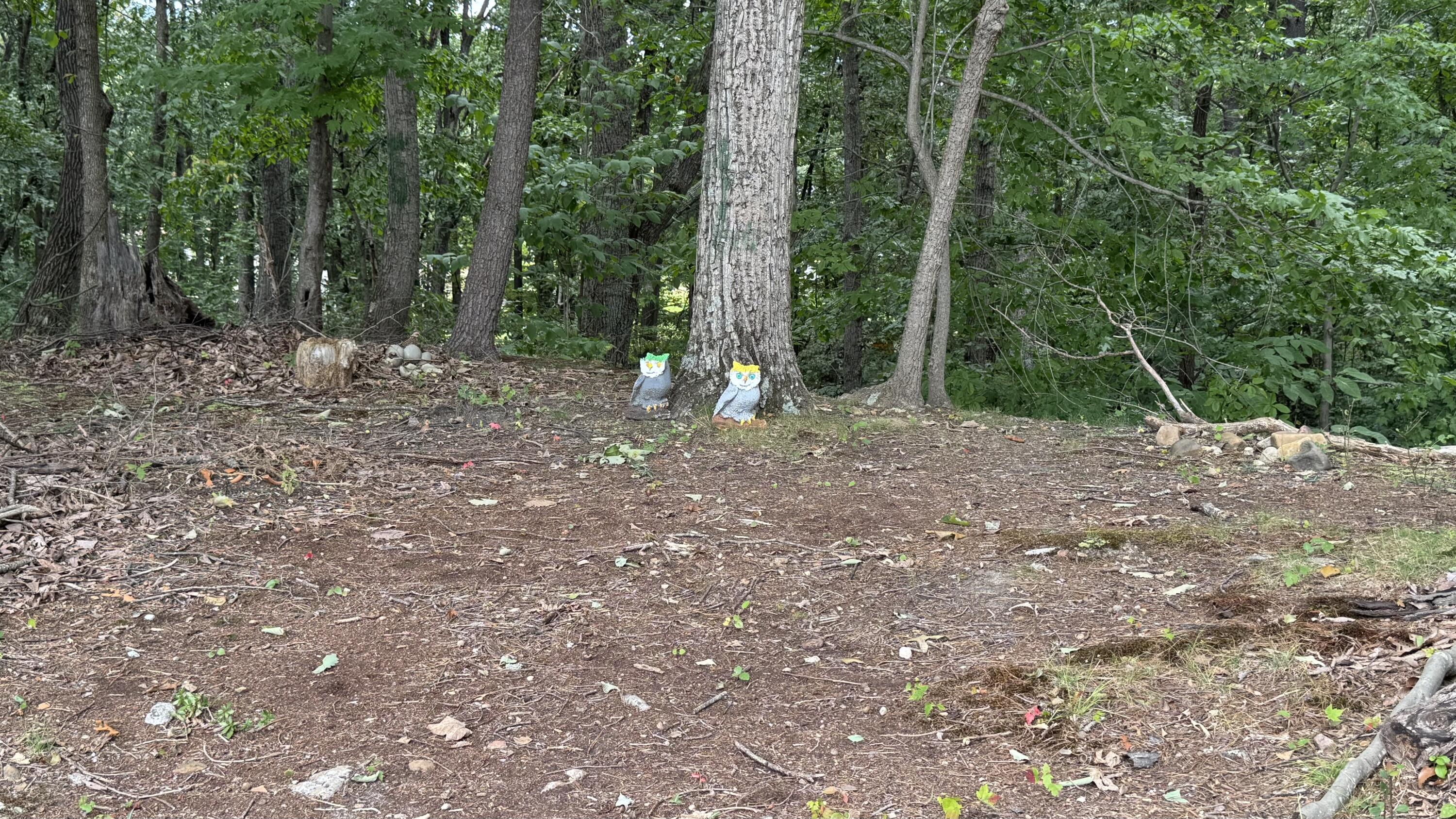 2917 Elderwood Road Salem, VA 24153 - Photo 23 of 24 a backyard of a house with lots of green space