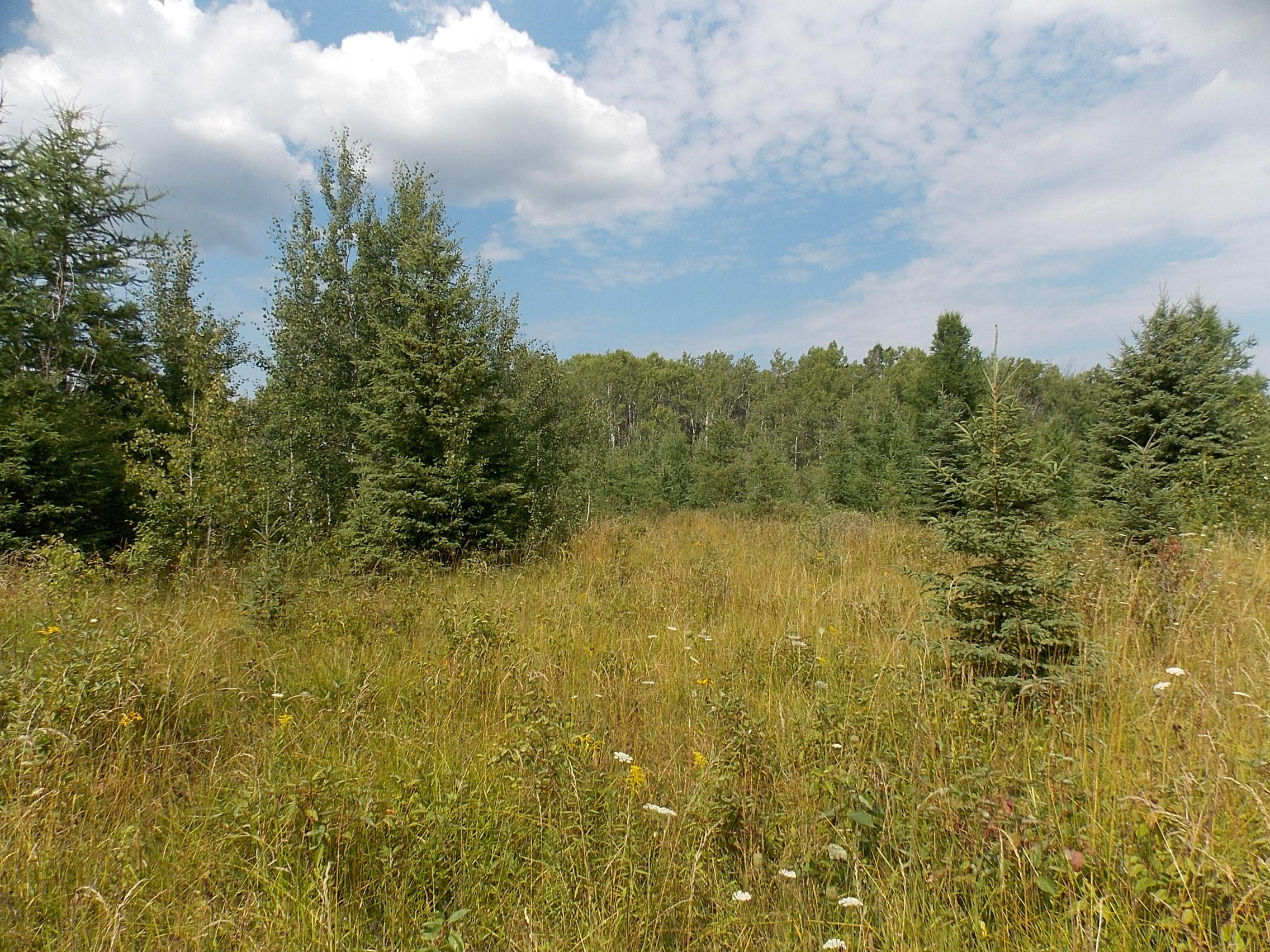 Page Road Afton, MI 49705 - Photo 1 of 14 Gallery Image 1