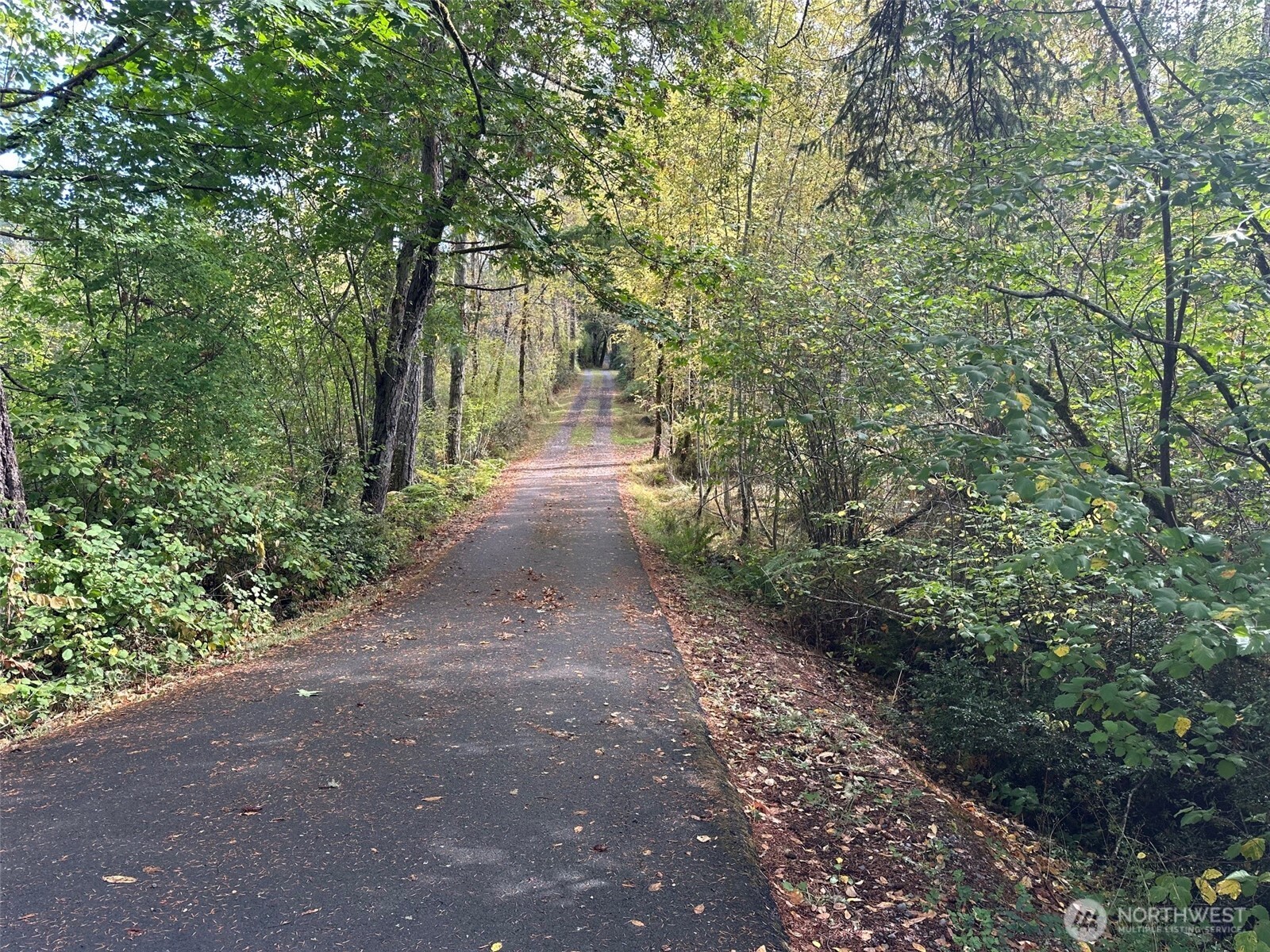 6191 East Pickering Road Shelton, WA 98584 - Photo 13 of 16 a view of a forest with trees