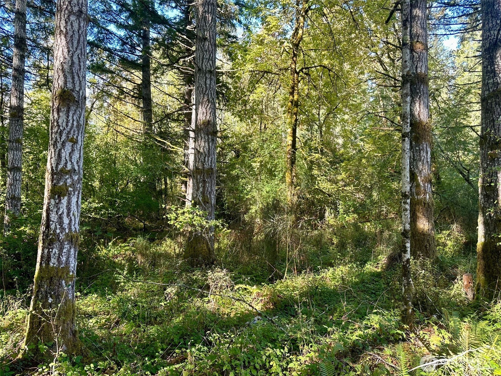 6191 East Pickering Road Shelton, WA 98584 - Photo 14 of 16 a view of forest