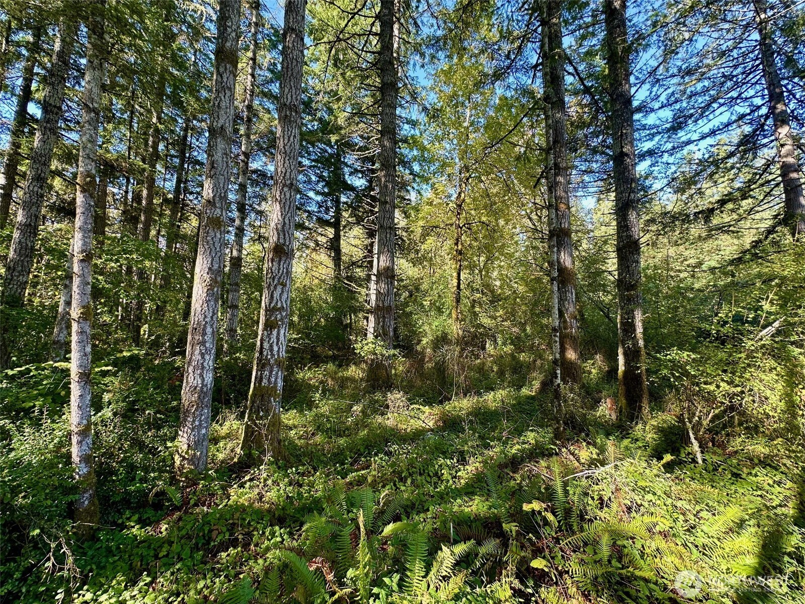 6191 East Pickering Road Shelton, WA 98584 - Photo 15 of 16 a view of a forest with a tree