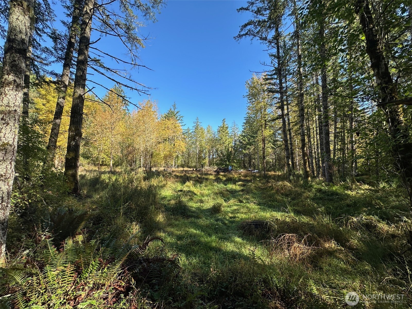 6191 East Pickering Road Shelton, WA 98584 - Photo 16 of 16 a view of a yard