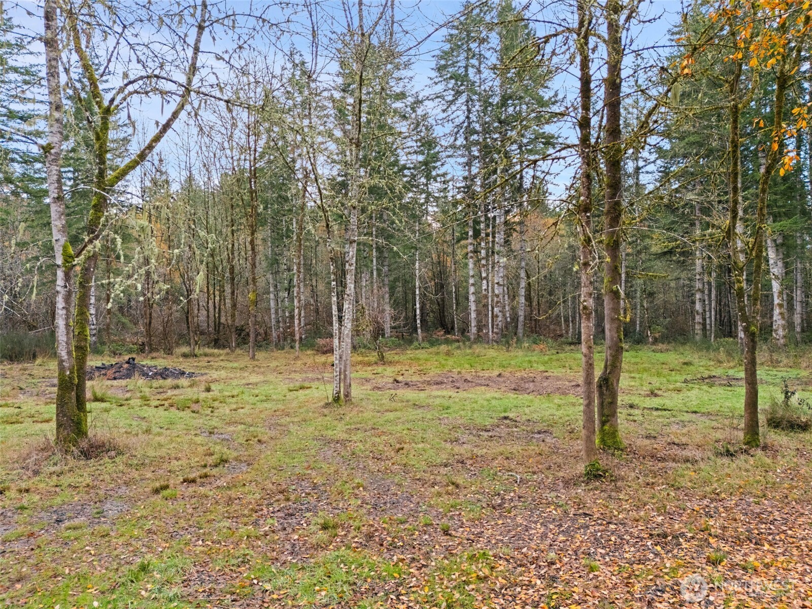 6191 East Pickering Road Shelton, WA 98584 - Photo 4 of 16 a backyard of trees