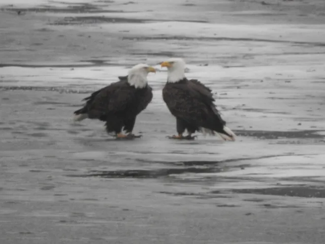 $3,750 | 2185 Gainsboro Avenue, Davis, IL 61019