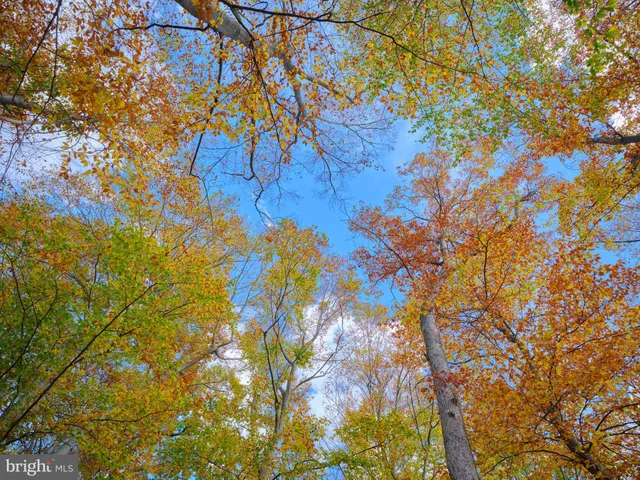 a view of a yard with plants