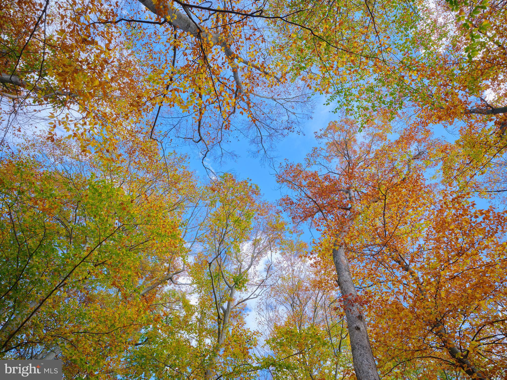 137 Wells Road Doylestown, PA 18901 - Photo 46 of 54 a backyard of a house with a tree