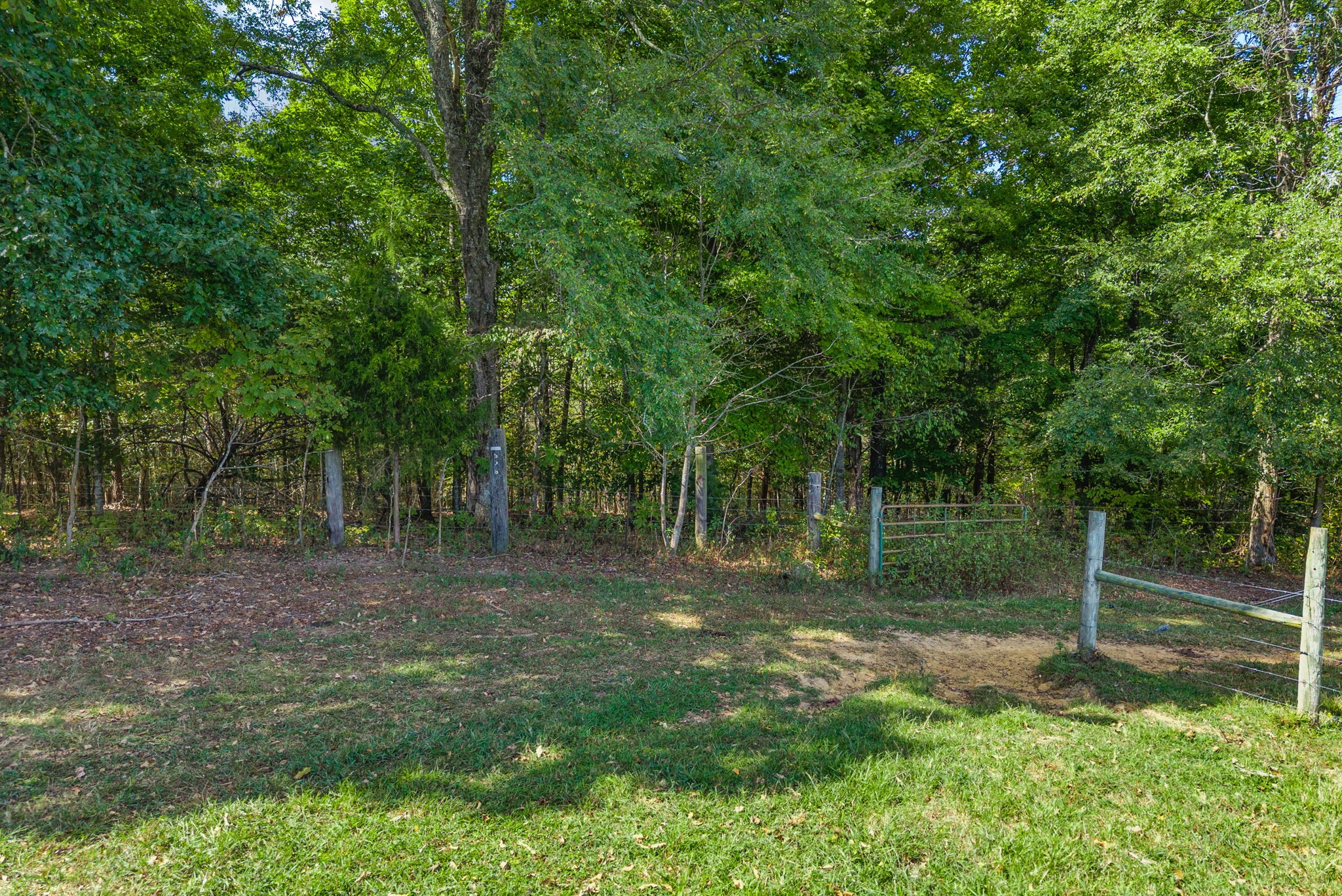 3989 Cadiz Road Bumpus Mills, TN 37028 - Photo 83 of 97 a view of a tree in a yard
